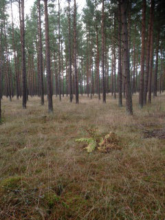 Sweden forest